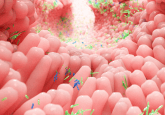 This is an image depicting the gut microbiome in the gastrointestinal tract.