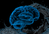 cerebrospinal fluid