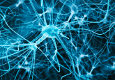 neurons