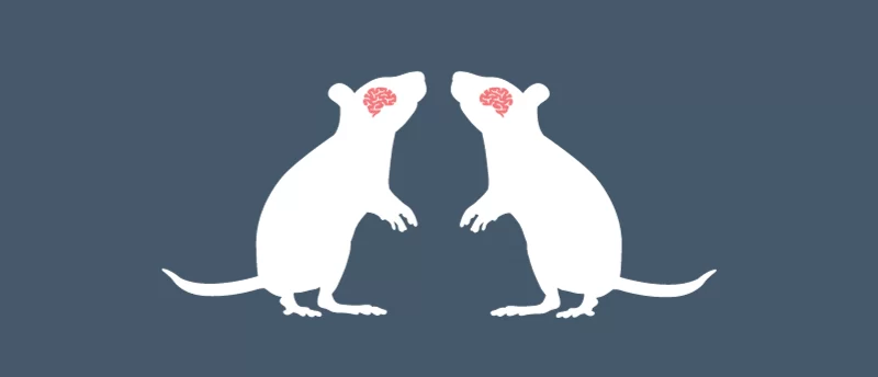 mechanisms underlying social interaction