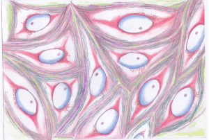 Hela cells